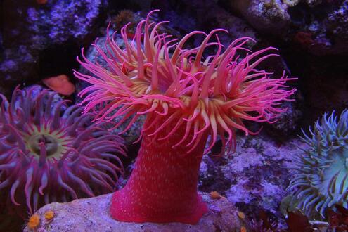 bright pink tube anemone in the foreground, with colorful marine organisms in the background