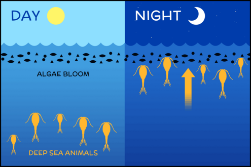 diagram with daytime ocean on left, showing animals in the depths, and nighttime ocean on right, showing animals near surface