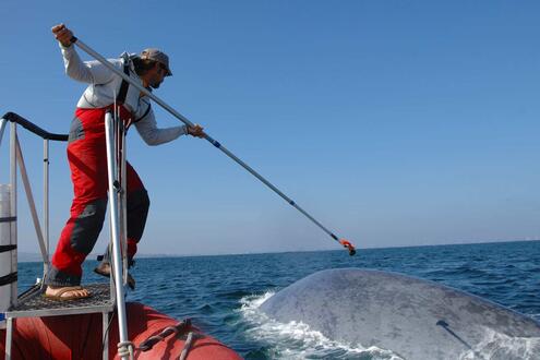scientist on a boat using a long pole to attach a tracking tag to a whale in the water