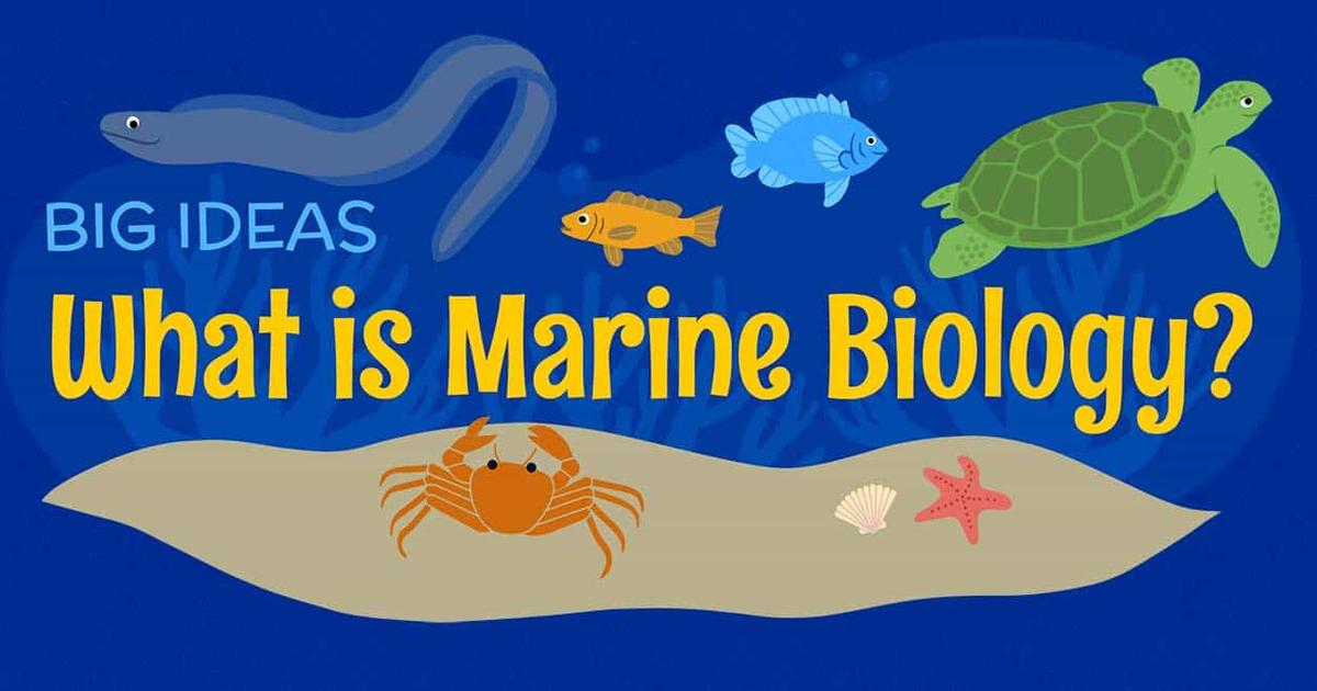 What Is Marine Biology Amnh