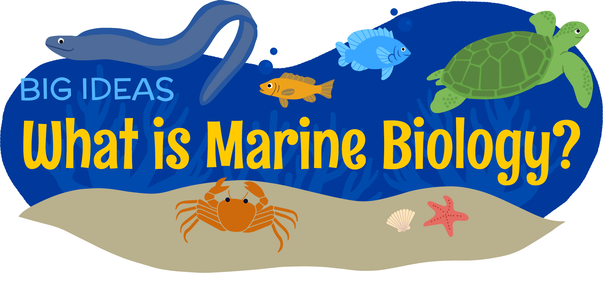 What Is Marine Biology Amnh