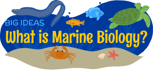 What is Marine Biology?