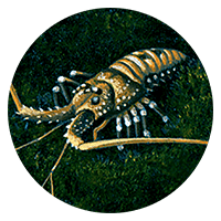 brown and white spiny lobster