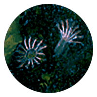 variegated feather duster worms