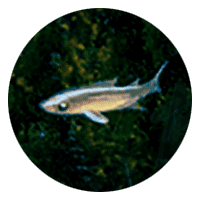 long finned fish