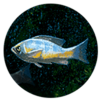 finned fish