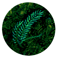 fern-like green algae