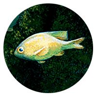light-colored fish