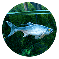 silver-blue fish