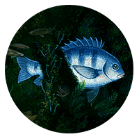 striped blue and silver fish