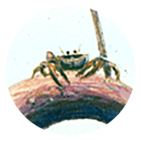 crab on branch