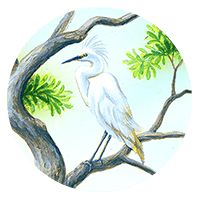white Snowy Egret standing on tree branch