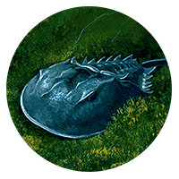 dark gray horseshoe crab
