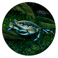 blue crab