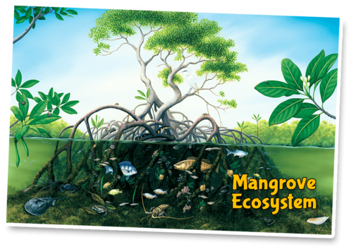 Mangrove Ecosystem