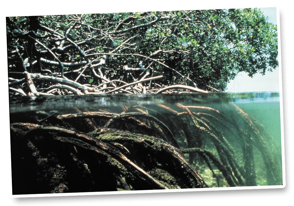 red mangrove with branches and roots above and underwater