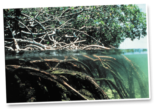 red mangrove with branches and roots above and underwater