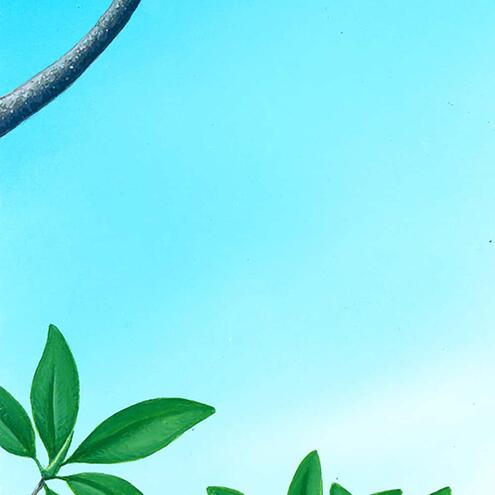 blue sky and a red mangrove branch with leaves