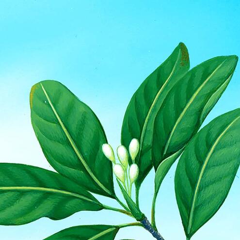 red mangrove leaves against blue sky