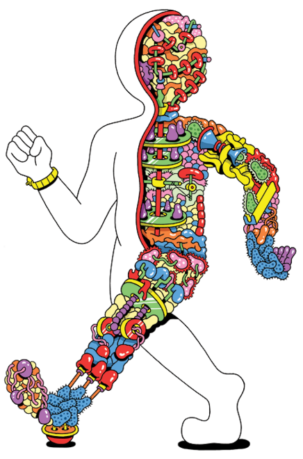 Outline illustration of a person walking, vertically split with a blank side and a side full of colorful, varied representations of microbes.