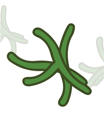 actinobacteria