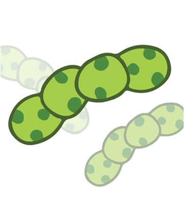 cyanobacteria