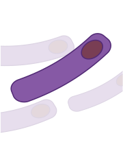 Illustration of microbes, one brightly colored and the other three faded, represented as long cylindrical shapes with circles on one end.