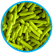 Make a Home for Microbes | AMNH