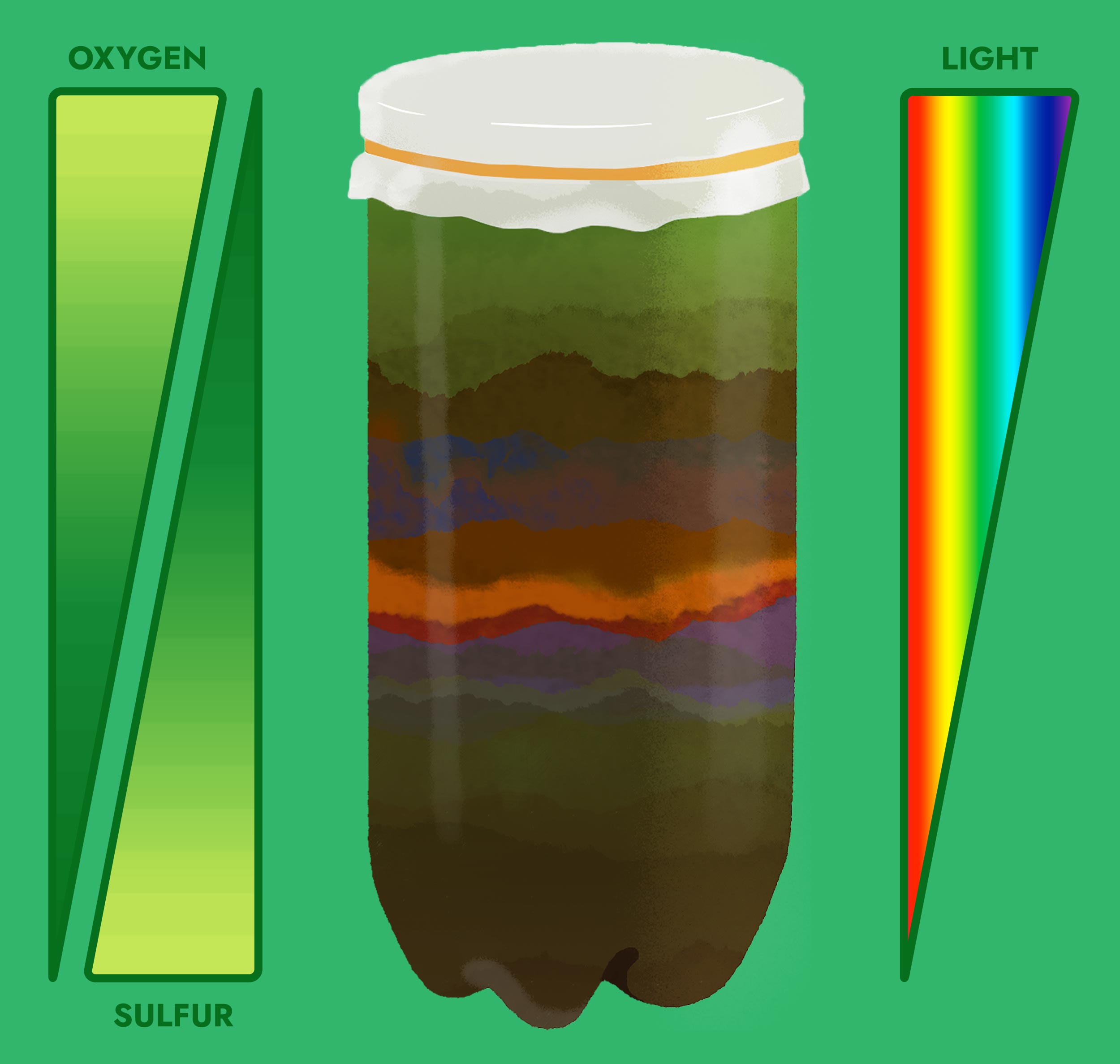 Make a Home for Microbes | AMNH