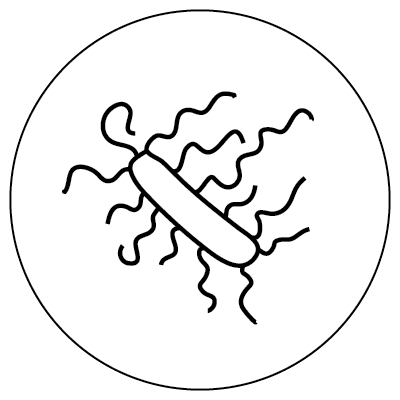 Line drawing of a long, oval shape with thirteen curved lines emerging from all ends of the oval, inside of a larger circle, representing a Bacillus microbe.