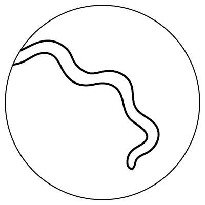 Line drawing of a curved, worm-like line inside of a larger circle, representing a spirochete microbe.