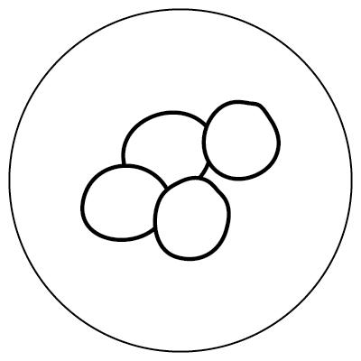 Line drawing of four overlapping circles inside of a larger circle, representing Staphylococci microbes.
