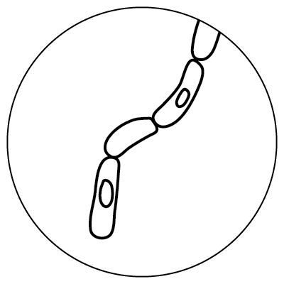 Line drawing of four long oval shapes attached in a vertical line, inside of a larger circle, representing a Streptobacilli microbe.
