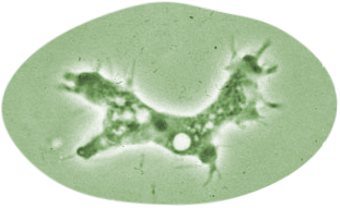 Long microbe inside of an irregular oval shape, representing Acanthamoeba.