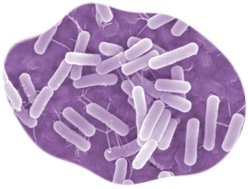 Overlapping, stadium shaped objects representing bacteria inside of a an irregular circle.