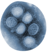 Six circular shapes inside of an irregular circle, representing the influenza virus.