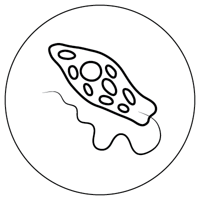 Line drawing of an irregular shape filled with nine dots with a curved line emerging from end inside a larger circle, representing a Euglena microbe.