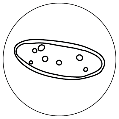 Line drawing of an oval shape with seven dots inside within a larger circle, representing Paramecium microbes.