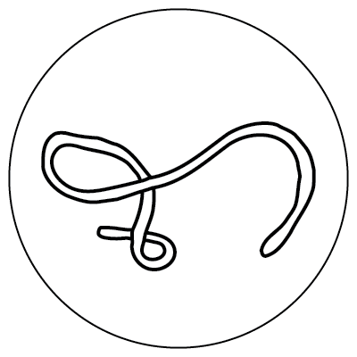 Line drawing of a twisting, worm-like shape inside of a larger circle, representing an ebola microbe.