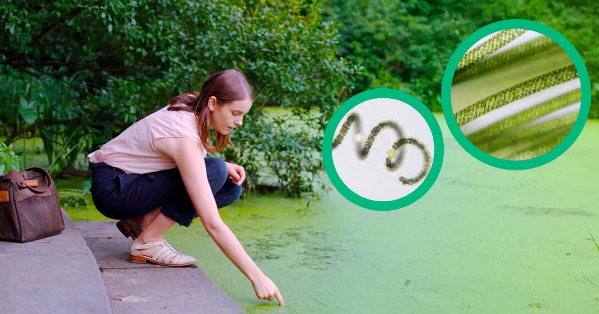 Pondlife Video Series with Sally Warring | AMNH