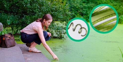 Sally Warring crouching near a pond, with two inset photos of several long microbes and one spring-like microbe
