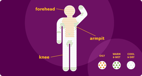 Icon of a person with three different areas of the body defined (forehead,Oily. Armpit, warm and wet. Knee, cool and dry)