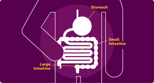 Icon of the digestive system, with labels for the stomach, large and small intestine.