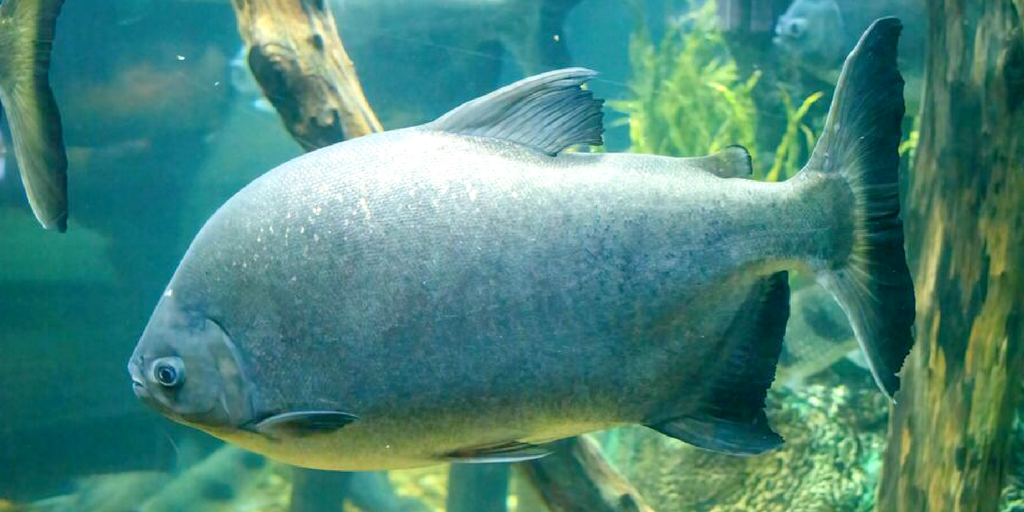 pacu AMNH