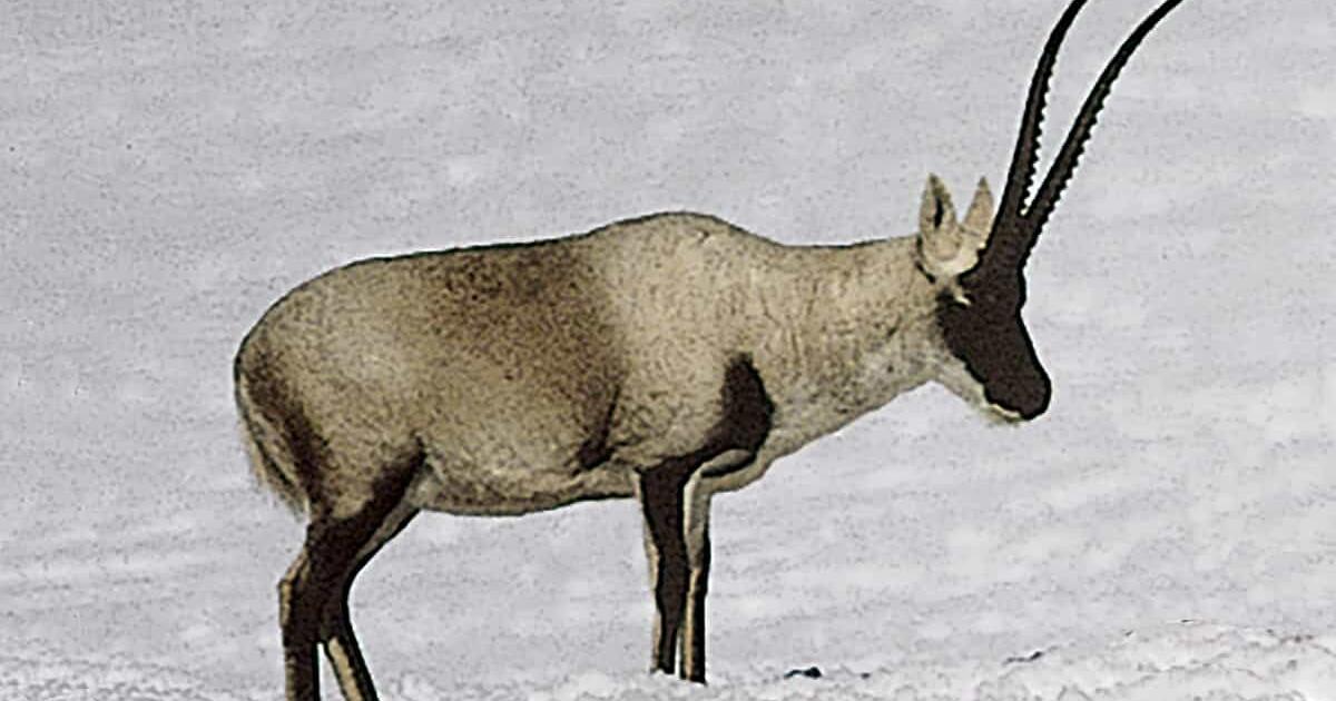 Tibetan antelope AMNH