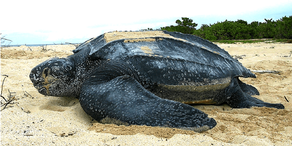 leatherback sea turtle | AMNH leatherback sea turtle | AMNH