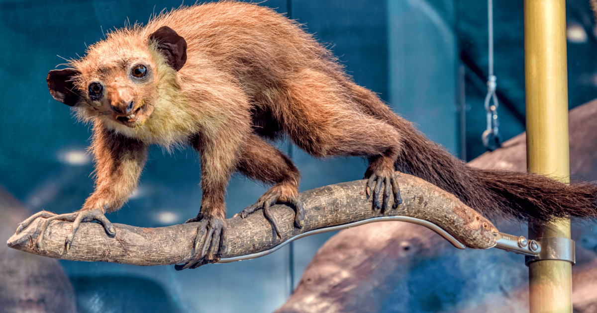 Monkey with long finger 2025