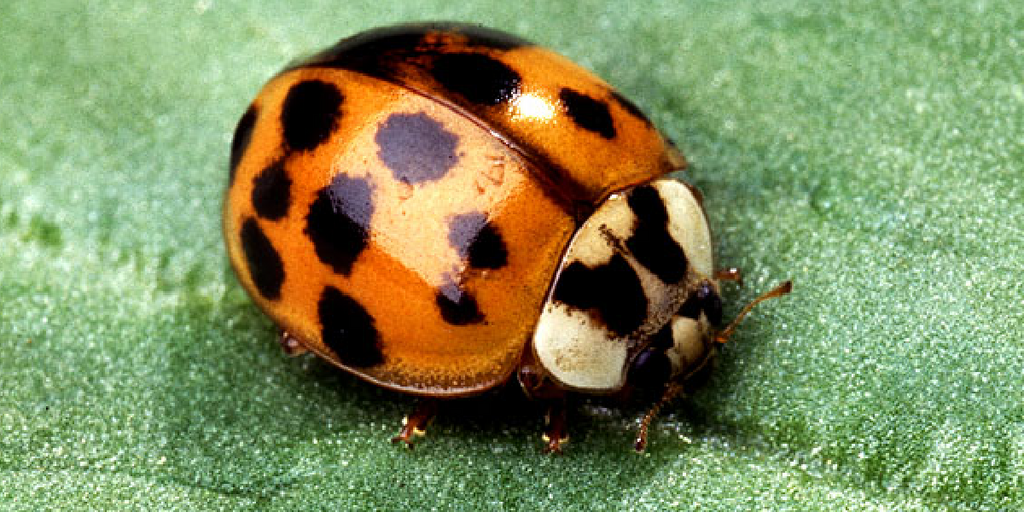 ladybird beetle AMNH