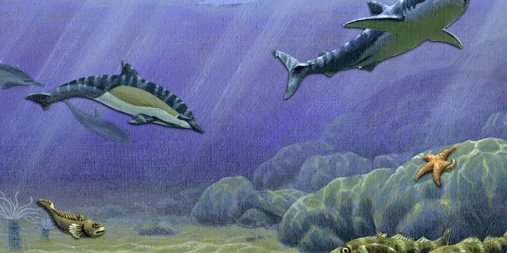 Continental Slope Underwater The Seabed: An In Depth Look At The Ocean