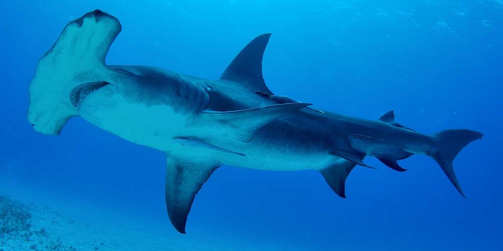 hammerhead sharks | AMNH